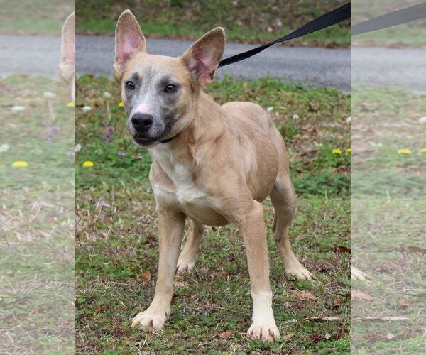 Medium Photo #2 Mutt Puppy For Sale in Prattville, AL, USA