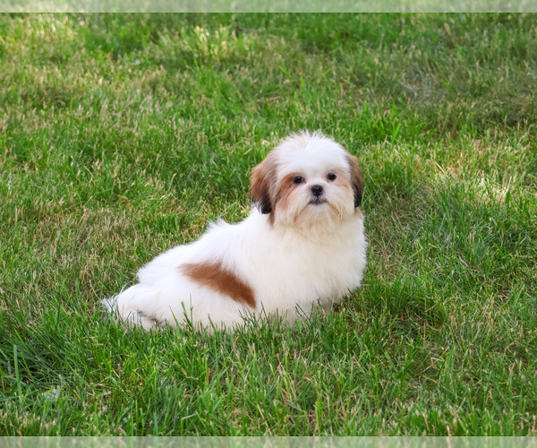 Medium Photo #3 Shih Tzu Puppy For Sale in SYRACUSE, IN, USA