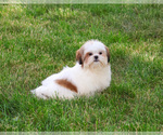 Small #2 Shih Tzu