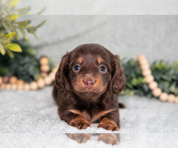 Medium Photo #3 Dachshund Puppy For Sale in NAPPANEE, IN, USA