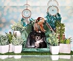 Small Photo #19 Chihuahua Puppy For Sale in CHARLESTON, AR, USA