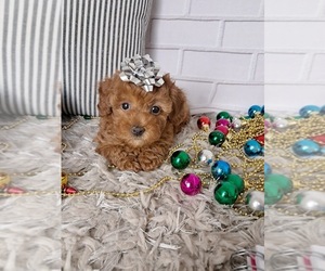 Poodle (Toy) Puppy for sale in SUGARCREEK, OH, USA