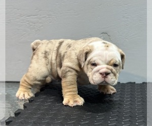 English Bulldog Puppy for sale in SAN FRANCISCO, CA, USA