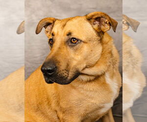 Jabba - Male German Shepherd Dog-Great Pyrenees Mix Dog for Adoption - Photo #2