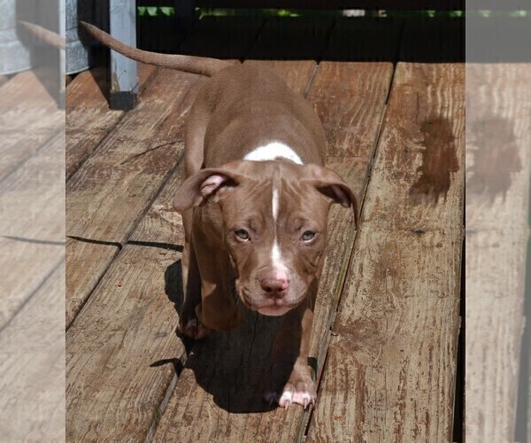 Medium Photo #7 American Bully Puppy For Sale in LENOIR CITY, TN, USA