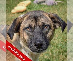 Shepradors Dogs for adoption in Huntley, IL, USA