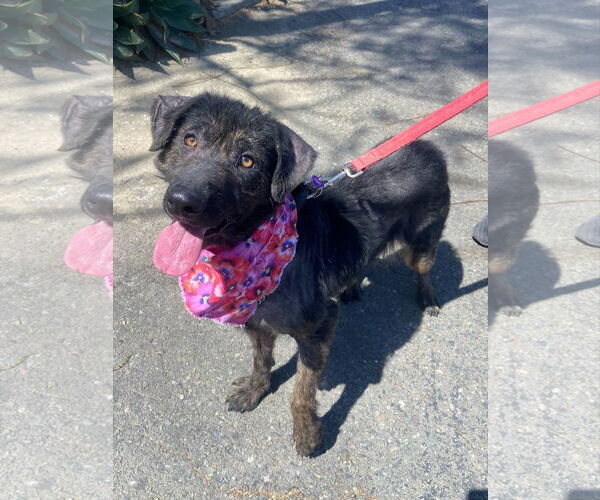 Medium Photo #1 Labrador Retriever-Unknown Mix Puppy For Sale in San Diego, CA, USA