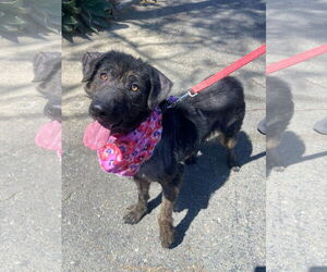 Labrador Retriever-Unknown Mix Dogs for adoption in San Diego, CA, USA