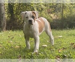 Puppy Bendie American Bulldog