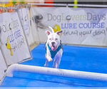 Small #3 Bullypit
