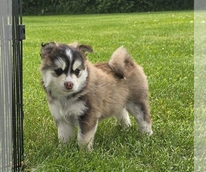 Medium Pomsky