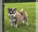 Puppy Aurora Pomsky