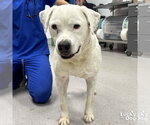 Small #2 Bulldog-Labrador Retriever Mix