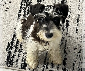 Mother of the Schnauzer (Miniature) puppies born on 04/20/2026