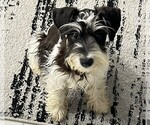 Small Photo #1 Schnauzer (Miniature) Puppy For Sale in WINONA, TX, USA