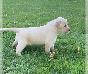 Labrador Retriever Puppy for sale in DOWNING, WI, USA