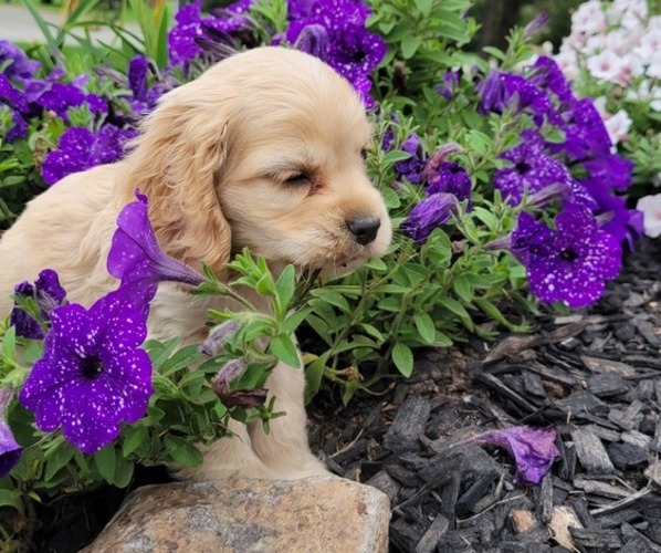 Medium Photo #5 Cocker Spaniel Puppy For Sale in WITHEE, WI, USA