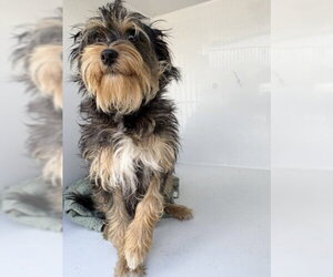 Mutt Dogs for adoption in Houston, TX, USA