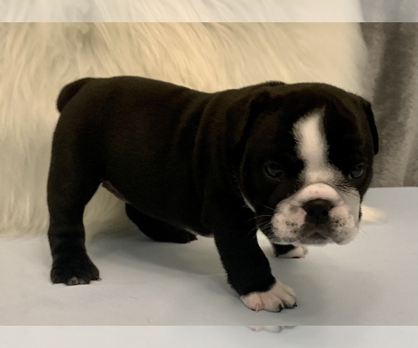Medium Photo #14 Bulldog Puppy For Sale in JACKSONVILLE, FL, USA