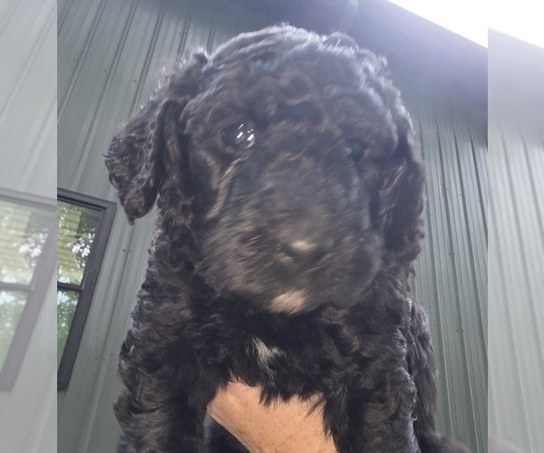 Medium Photo #4 Aussiedoodle Puppy For Sale in DANVILLE, IN, USA