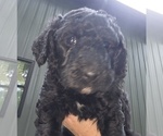 Puppy Lainey Aussiedoodle