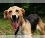 Small #2 German Shepherd Dog-Whippet Mix