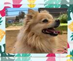 Small Pomeranian