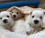 Small #1 West Highland White Terrier