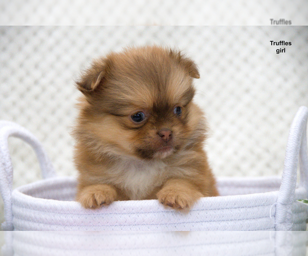 Medium Photo #7 Shiranian Puppy For Sale in CLARE, MI, USA