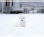 Small #13 Maremma Sheepdog