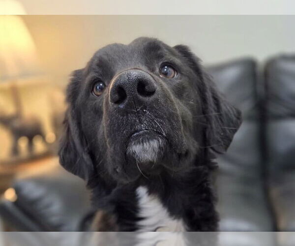 Medium Photo #1 Mutt Puppy For Sale in Anniston, AL, USA