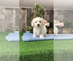 Small #3 Coton de Tulear