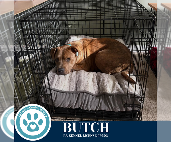 Medium Photo #2 Mutt Puppy For Sale in Kimberton, PA, USA