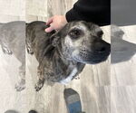 Small #1 Chihuahua Mix