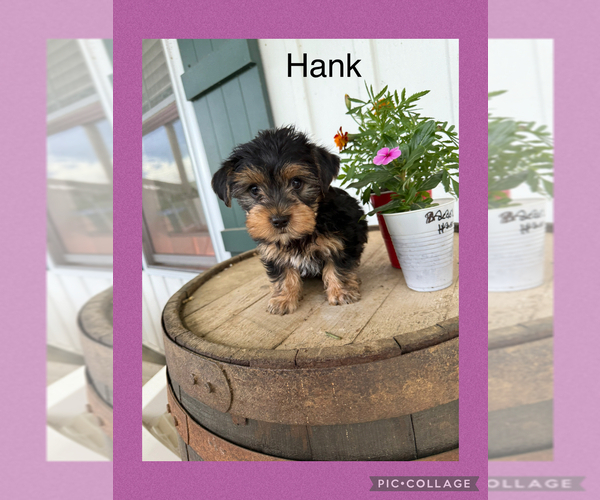 Medium Photo #6 Yorkshire Terrier Puppy For Sale in BENNINGTON, IN, USA