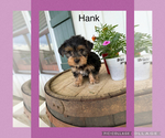 Small #5 Yorkshire Terrier