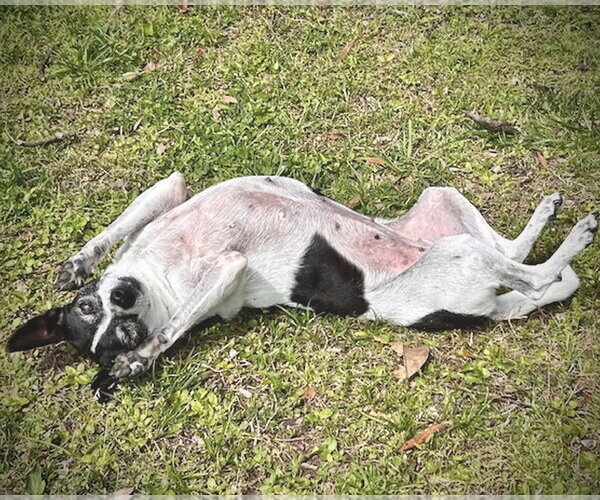 Medium Photo #4 Rat Terrier Puppy For Sale in Atlanta, GA, USA