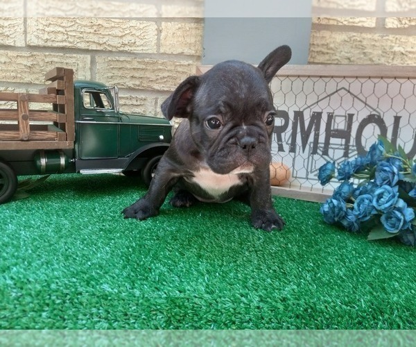 Full screen Photo #2 French Bulldog Puppy For Sale in CARTHAGE, TX, USA