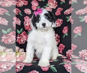 Bernedoodle Puppy for sale in CHRISTIANA, PA, USA
