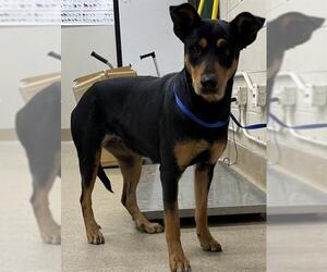Doberman Pinscher-Unknown Mix Dogs for adoption in Grand Prairie, TX, USA