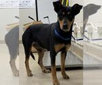 Small Doberman Pinscher Mix