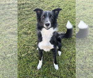 Oreo - Female Border Collie Dog for Adoption