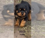 Puppy Brown male Rottweiler