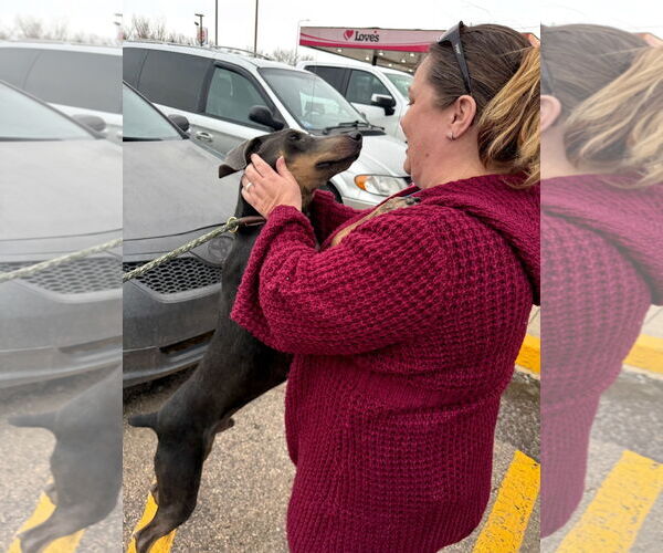 Medium Photo #7 Doberman Pinscher Puppy For Sale in Buffalo, MN, USA