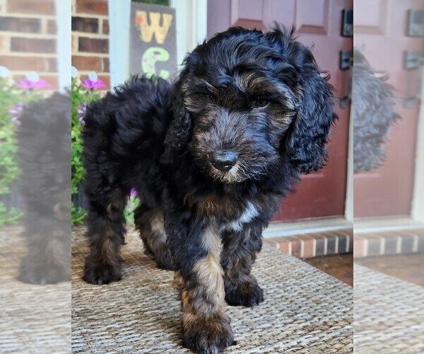 Medium Photo #3 Aussiedoodle Puppy For Sale in COLUMBIA, TN, USA