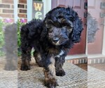 Small #2 Aussiedoodle