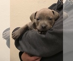 Small Photo #17 American Bully Puppy For Sale in LOVELAND, CO, USA