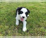 Puppy 5 Border Collie