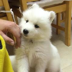 Samoyed Puppy for sale in NEW YORK, NY, USA
