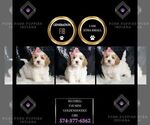 Puppy Bluebell F1B Goldendoodle (Miniature)